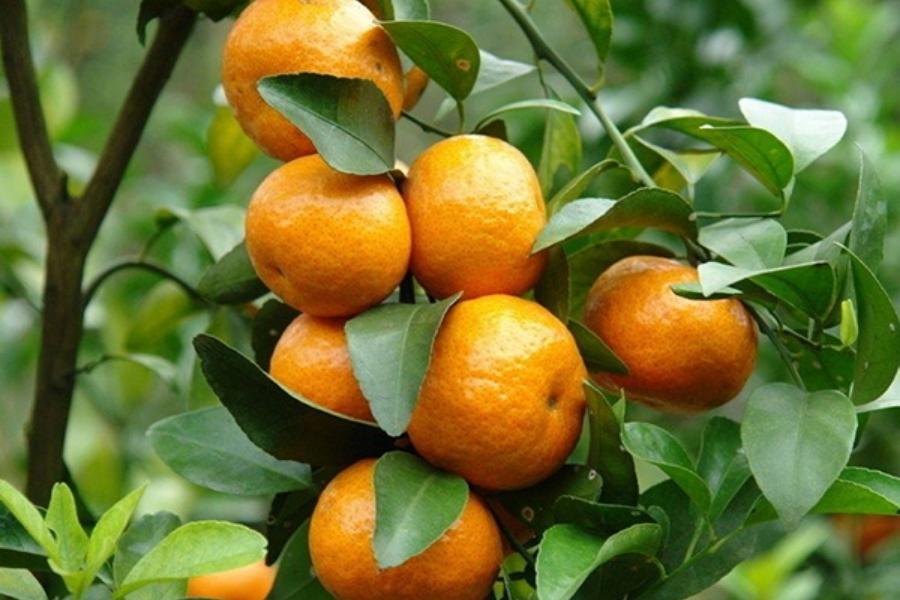 KỸ THUẬT TRỒNG VÀ TƯỚI CÂY CAM GIÚP ĐẠT HIỆU QUẢ CAO