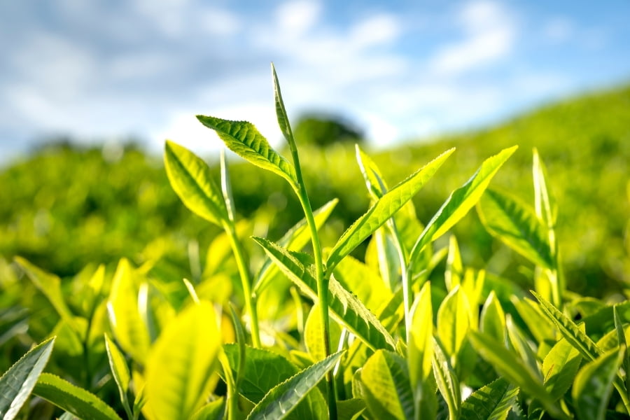 KỸ THUẬT TRỒNG VÀ TƯỚI CÂY CHÈ GIÚP ĐẠT HIỆU QUẢ CAO