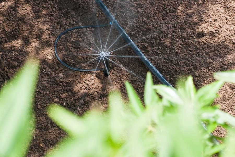 Kỹ thuật trồng và tưới cà phê hiệu quả