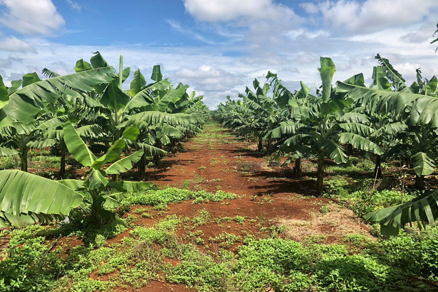 Kỹ thuật trồng và tưới cây chuối hiệu quả