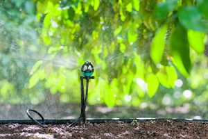 Tưới phun mưa tán cây bưởi