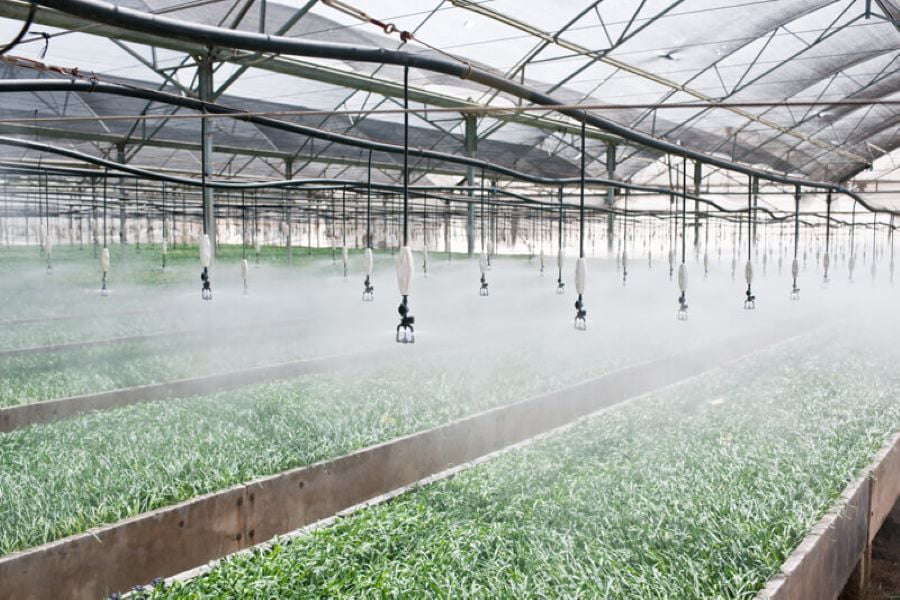 Giới thiệu hệ thống tưới phun sương tưới cho cây trồng trong nhà kính