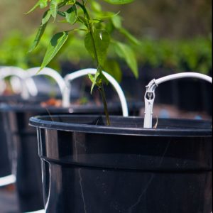 Bộ kít tưới nhỏ giọt cây trồng chậu Dripeg 8 Bộ kít tưới nhỏ giọt Dripeg