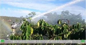 Mua béc tưới cà phê tại đak lak