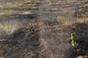 Địa-điểm-mua-béc-tưới-sầu-riêng-tại-Sông-Hinh