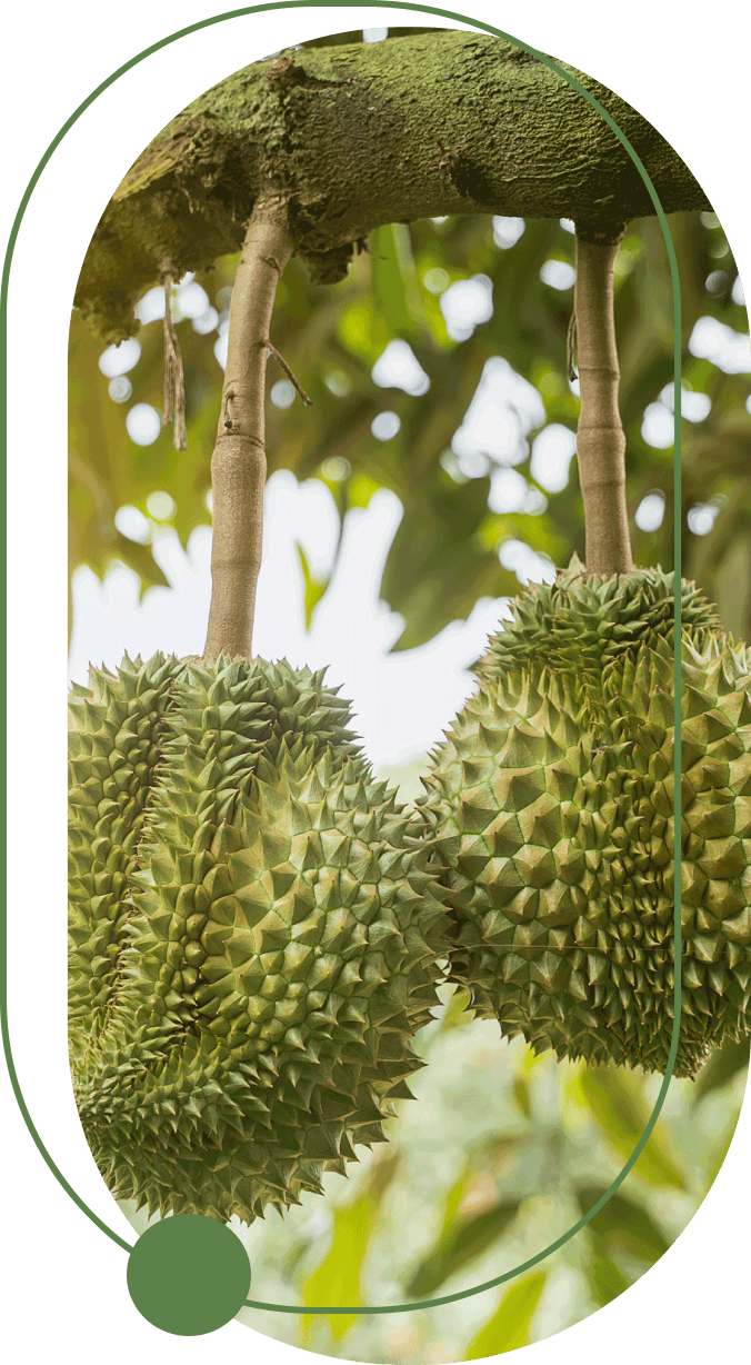 Giai phap tuoi sau rieng 02
