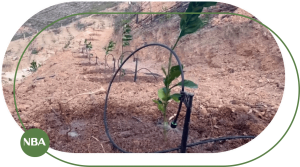 Ky thuat tuoi cam tu dong bec tuoi phun mua Tornado