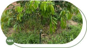 Ky thuat tuoi sau rieng tu dong S2000 horizontal