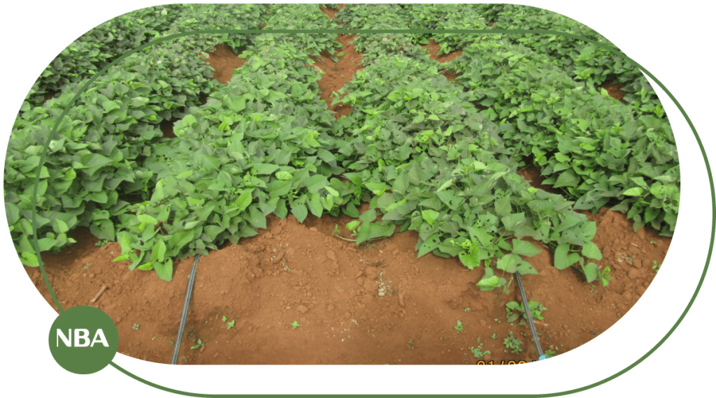 Kỹ thuật tưới khoai lang tự động 10 Ky thuat tuoi khoai lang tu dong