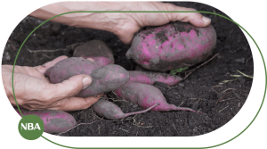 Ky thuat tuoi khoai lang tu dong header