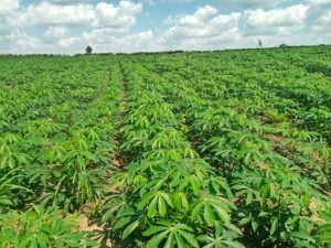 Ky thuat bon phan cho cay mi