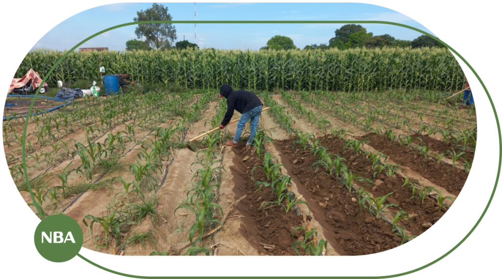 Tuoi nho giot cho cay bap