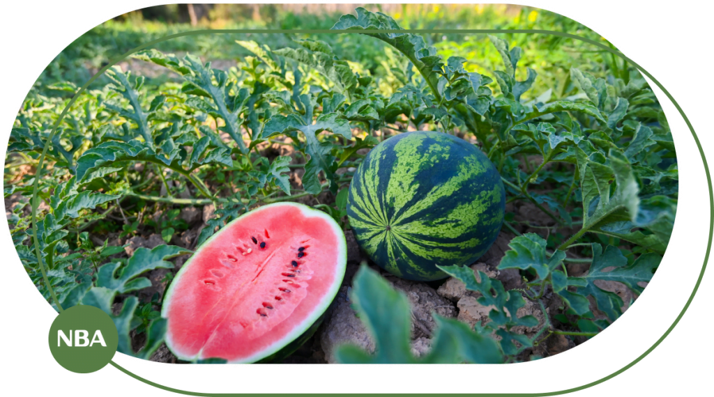 Ky thuat tuoi dua hau