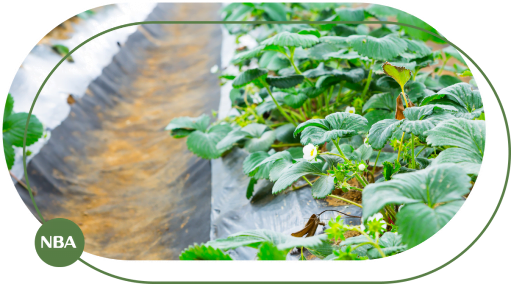 Cập nhật bảng giá màng phủ nông nghiệp mới nhất 30 Mang phu nong nghiep nhabeagri