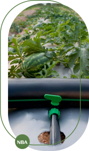 Mang phu nong nghiep chong co