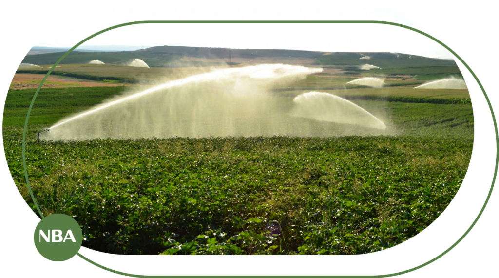 Sung tuoi cay ban kinh lon nha be agri Sung tuoi cay ban kinh lon nha be agri