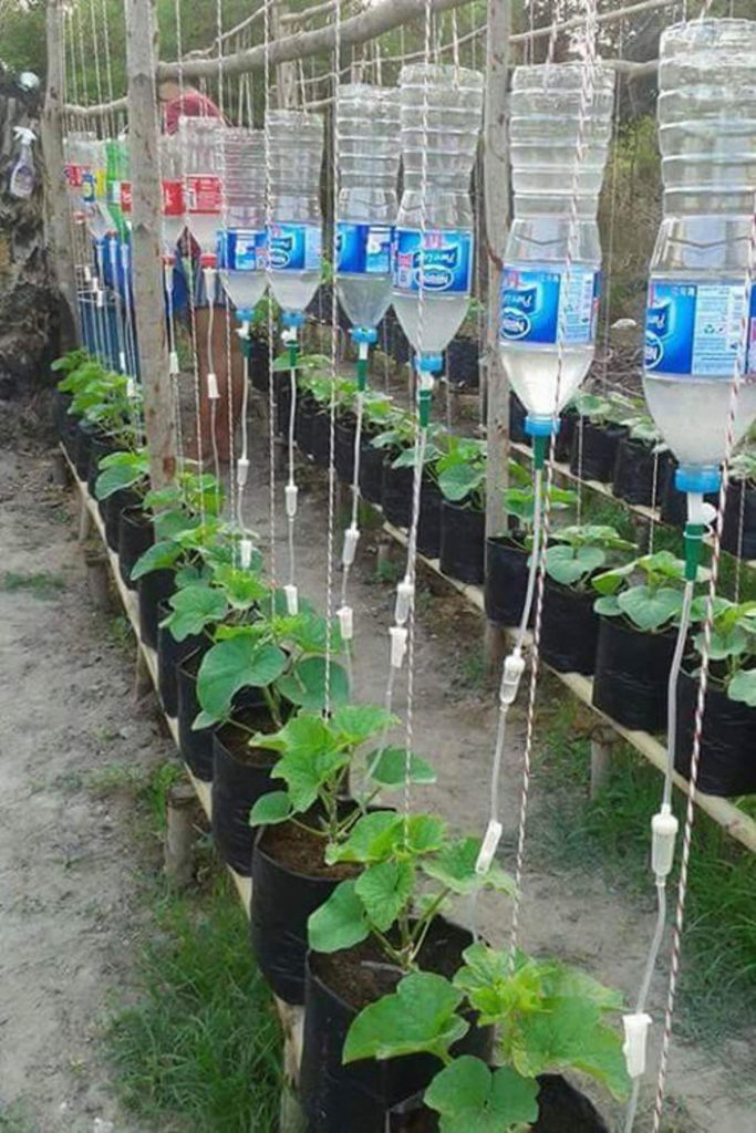 Tưới nhỏ giọt bằng chai nhựa