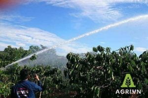 Mua bec tuoi ca phe o dau