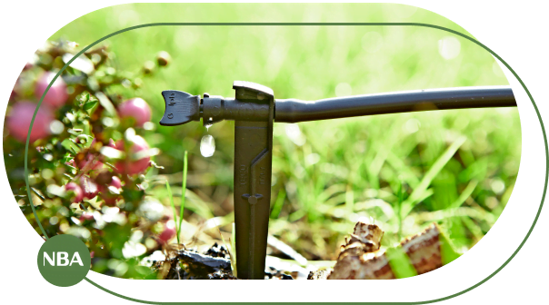 Tuoi cay trong chau Tuoi cay trong chau