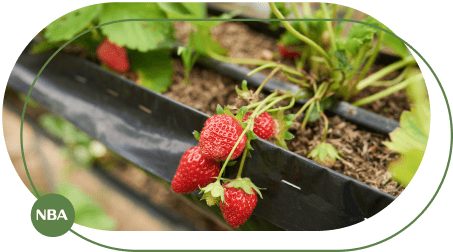 Tuoi dau tay bang ong tuoi nho giot