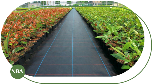 Bat lot san vuon nha kinh Bat lot san vuon nha kinh