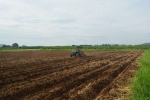 Chuan bi dat trong khoai mi (cu san)