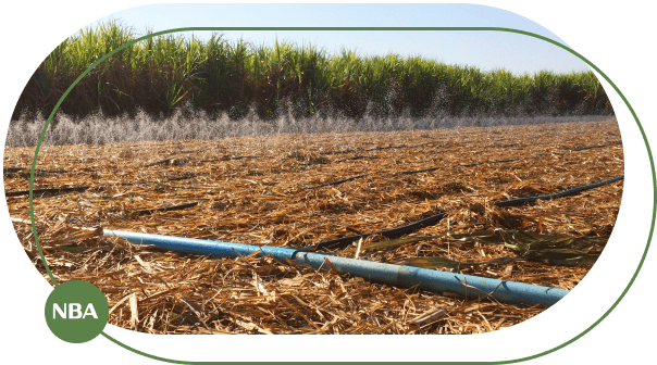 Ong tuoi phun mua tuoi rau