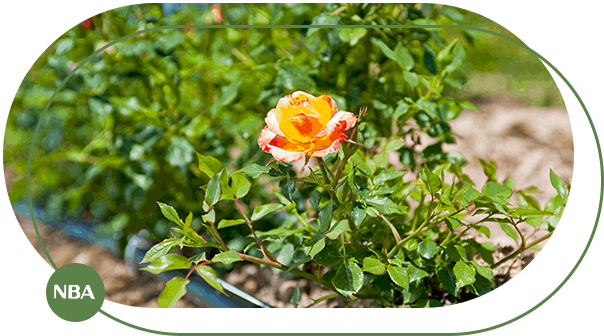 Tưới tự động cho vườn hoa hồng 2