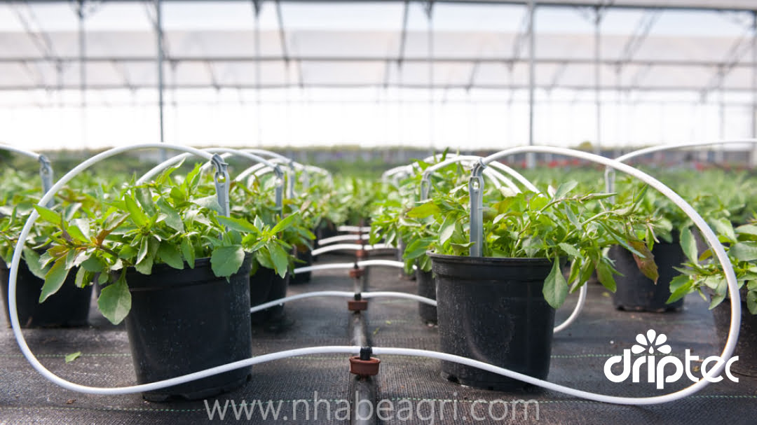 Ong Soft PE trong he thong tuoi