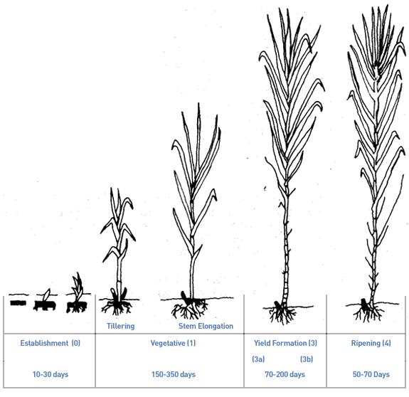 Nhu cầu nước tưới cho cây mía 3 Thoi ky sinh truong cay mia