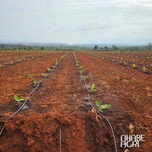 Ứng dụng ống tưới nhỏ giọt Driptec PCAS