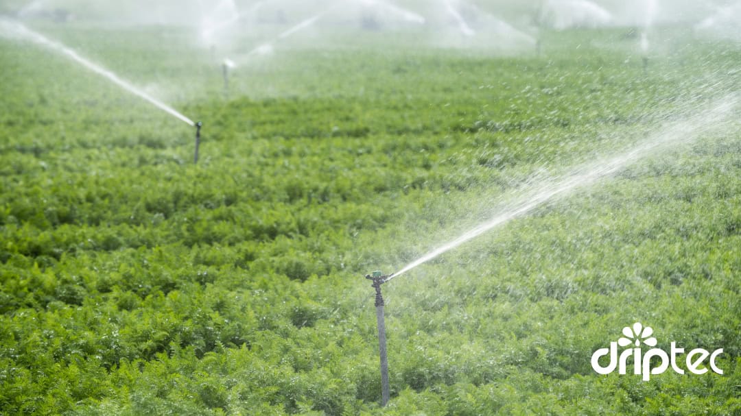 Báo giá béc tưới cây cập nhật 2024-2025-2026 2 Báo giá béc tưới cây cập nhật