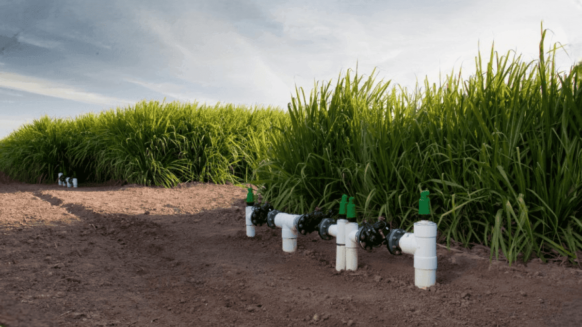 Top 10 loại cây có diện tích nhất thế giới 3 ky-thuat-tuoi-mia-tu-dong