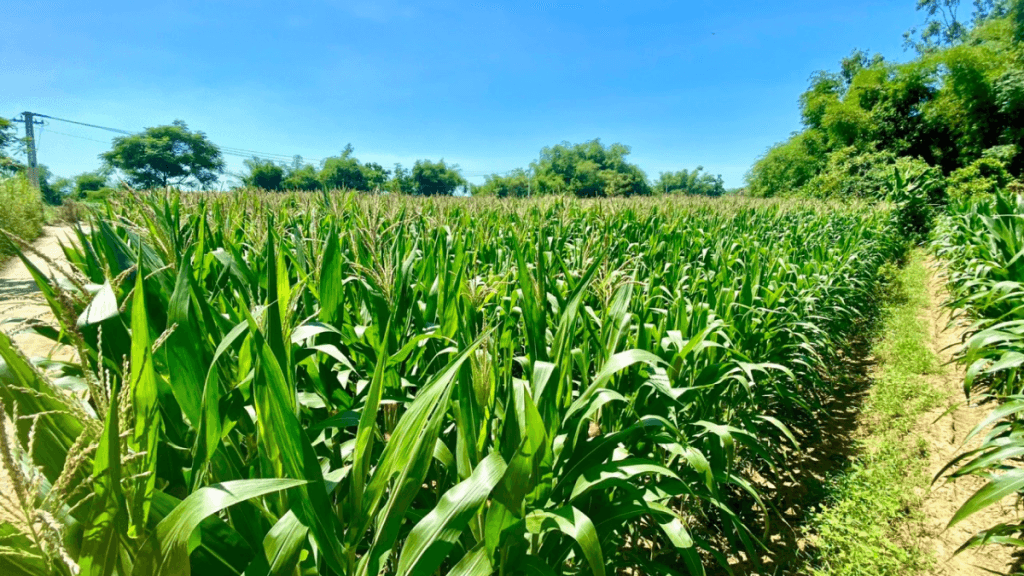 Sau-benh-cay-bap-va-cach-phong-ngua