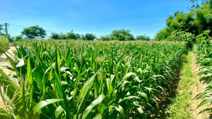 Sau-benh-cay-bap-va-cach-phong-ngua