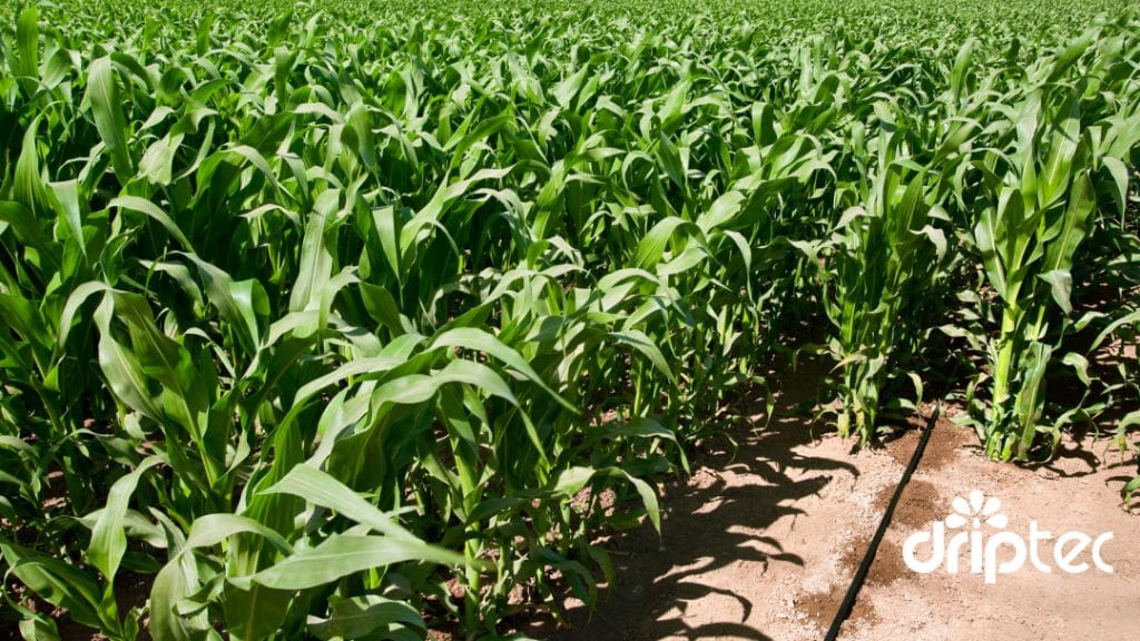 Chi phi lap dat he thong tuoi bap tu dong