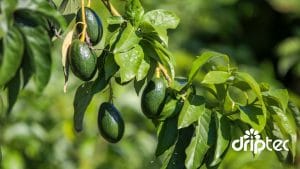 Chi Phí Lắp Đặt Hệ Thống Tưới Bơ Tự Động