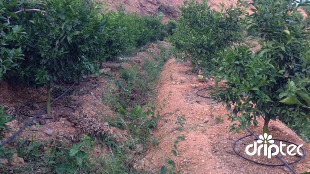 Chi phí lắp đặt hệ thống tưới cam tự động