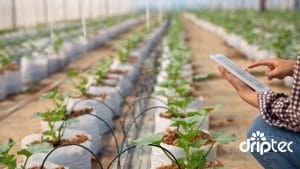 Chi phi lap dat he thong tuoi cay trong tui gia the