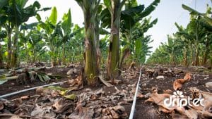 Chi phí lắp đặt hệ thống tưới chuối tự động