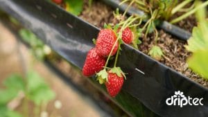 Chi phí lắp đặt hệ thống tưới dâu tây tự động