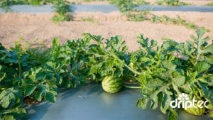 Chi phi lap dat he thong tuoi dua hau