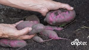 Chi phi lap dat he thong tuoi khoai lang tu dong