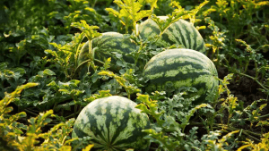 Sau-benh-cay-dua-hau-và-cach-phong-ngua