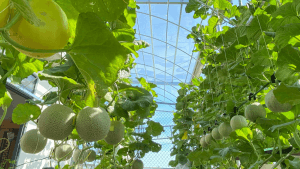 Sau-benh-cay-dua-luoi-va-cach-phong-ngua