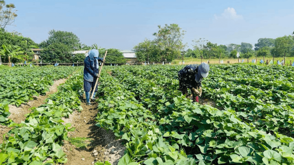 Sau-benh-cay-khoai-lang-va-cach-phong-ngua