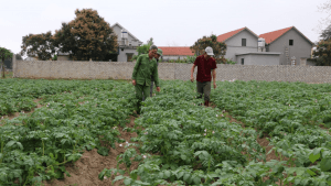 Sâu Bệnh Cây Khoai Tây Và Cách Phòng Ngừa