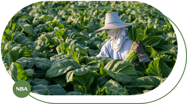 Kỹ thuật tưới cây thuốc lá tự động 9 Tuoi cay thuoc la tu dong