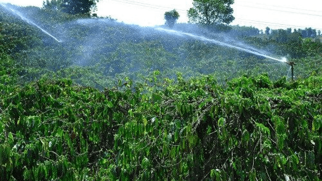 Kĩ thuật tưới cà phê tự động