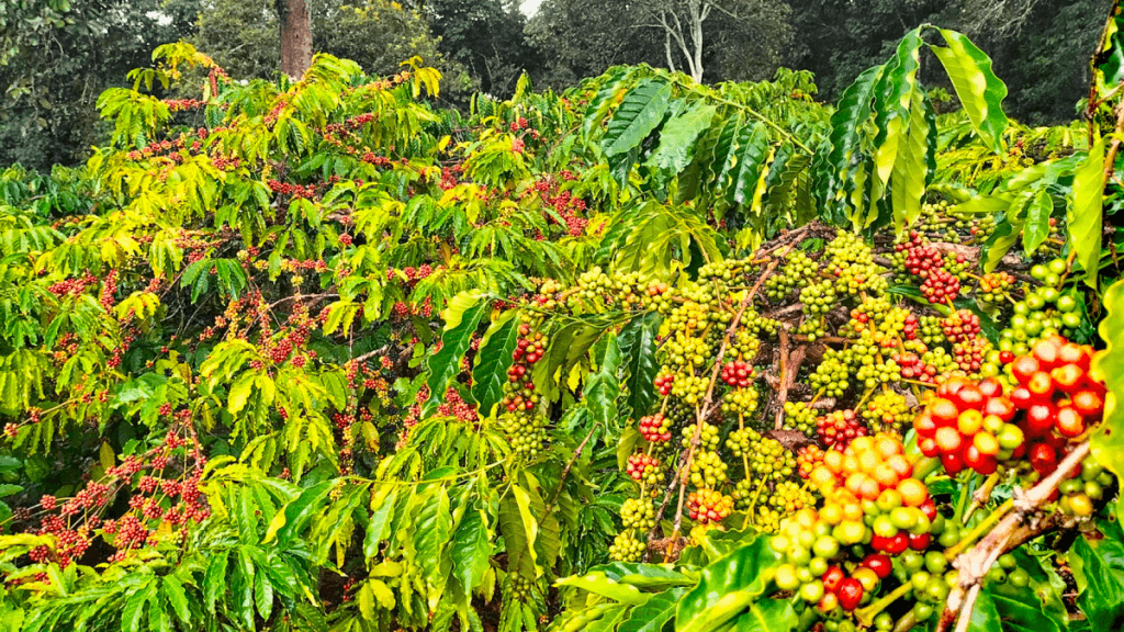 sau-benh-cay-ca-phe-và-cach-phong-ngua